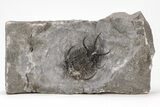 Insane, Spiny Ceratarges Trilobite - Zireg, Morocco #215171-1